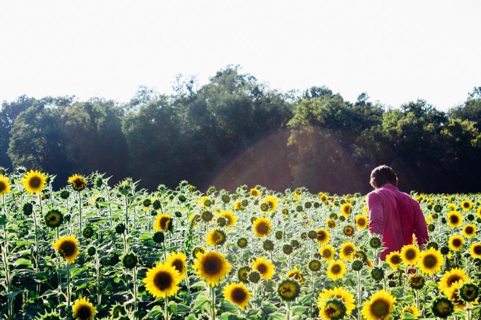 Free Image of Person Standing in Field of Sunflowers 