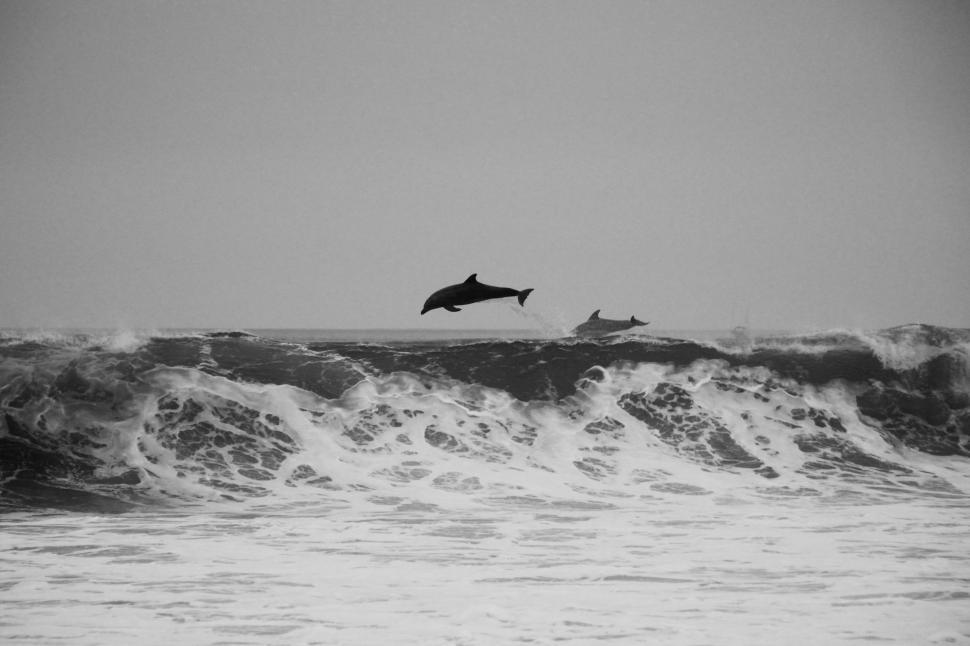 Free Image of Two Dolphins Jumping Over a Wave in the Ocean 