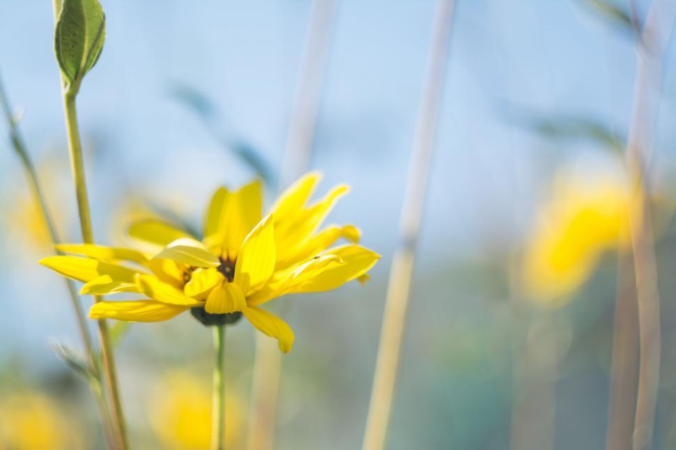 Free Image of Close Up of a Yellow Flower in a Field 