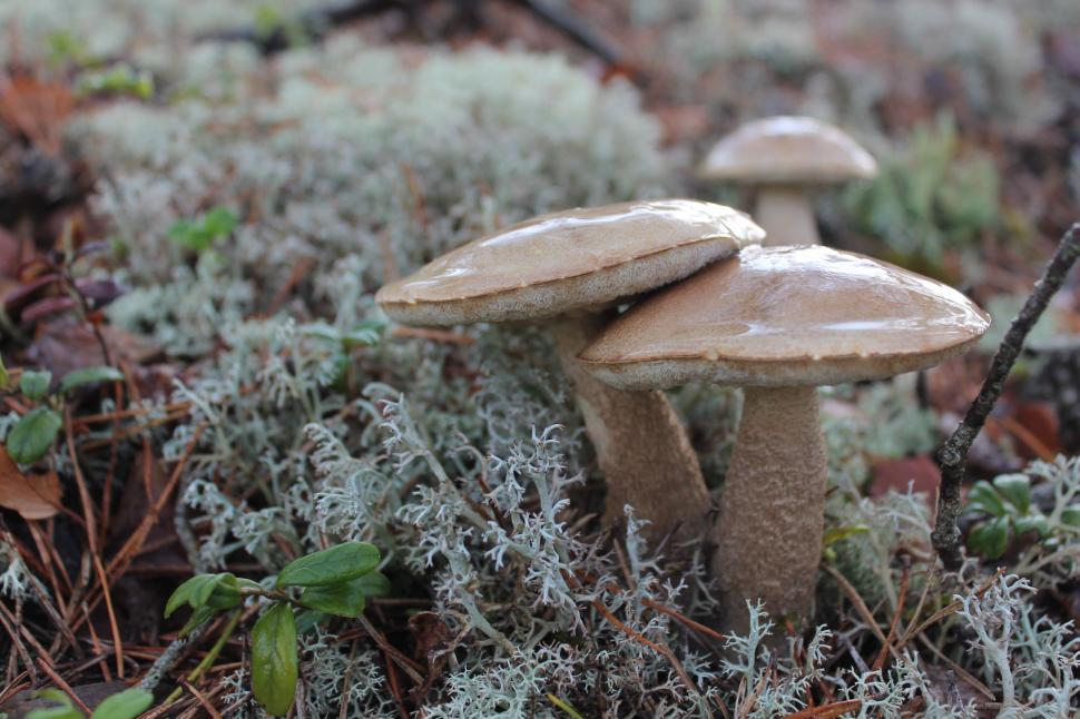 Free Image of Mushrooms Growing in Grass 