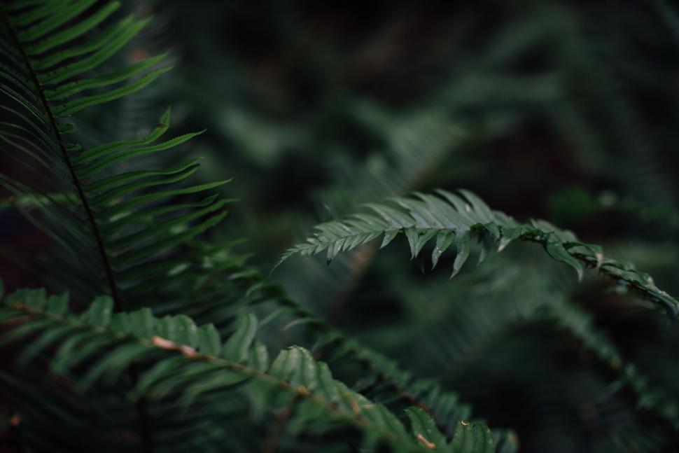 Free Image of Close Up of Fern Leaf in Forest 