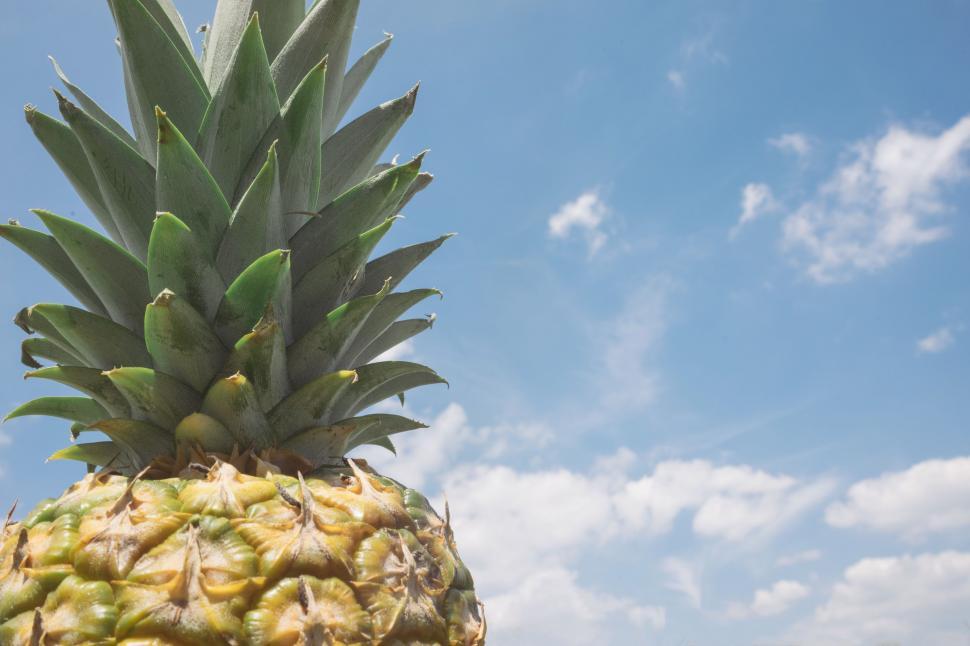 Free Image of Close Up of a Pineapple on a Sunny Day 