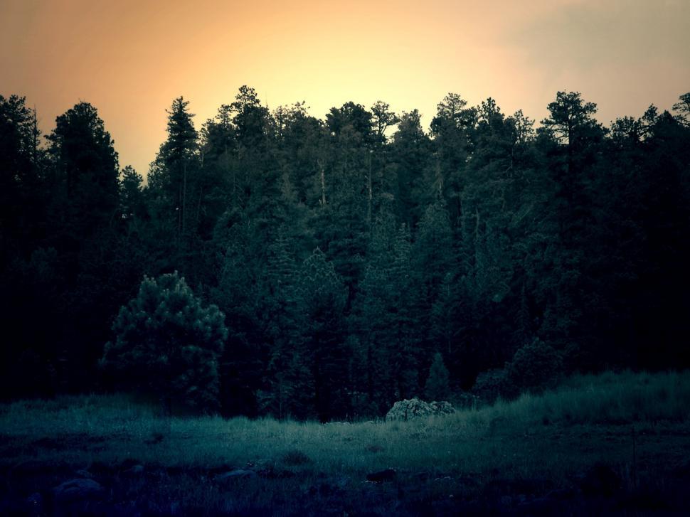 Free Image of Sun Setting Over Trees in Forest 
