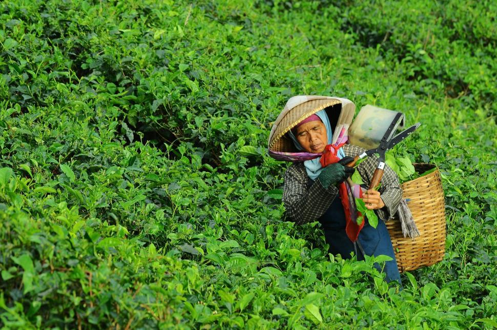 Free Image of Woman Harvesting Vegetables in Field 
