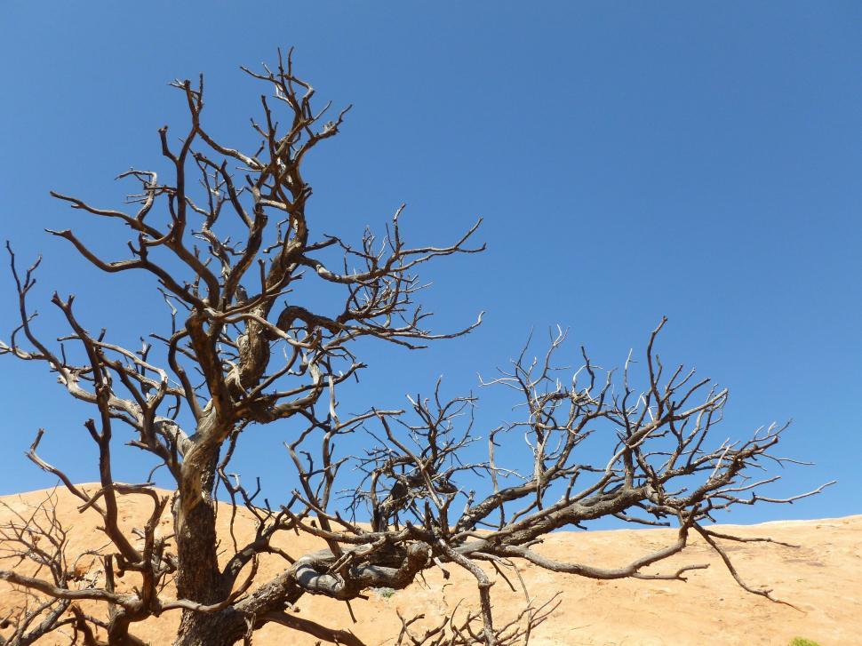 Free Image of Barren Tree in Desert Landscape 