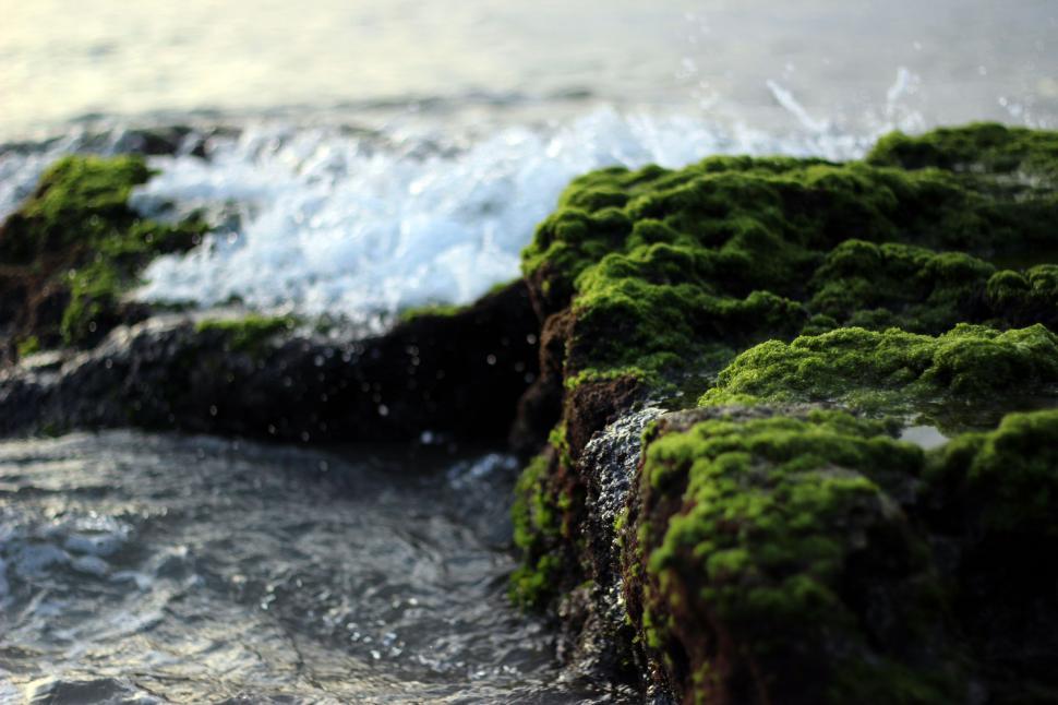 Free Image of Moss Growing on Rocks in Water 