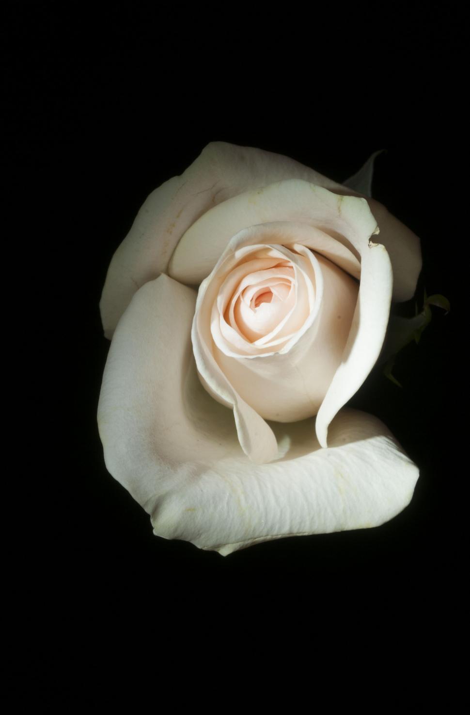 Free Image of White Rose on Black Background 