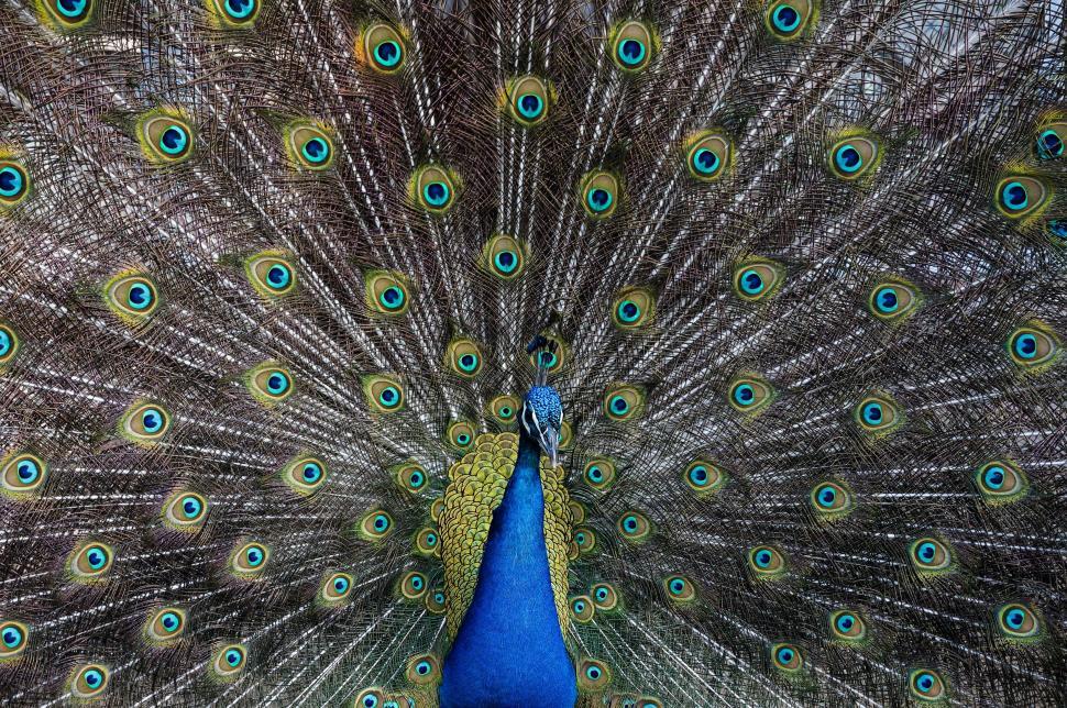 Free Image of Majestic Peacock Displays Stunning Feathers 