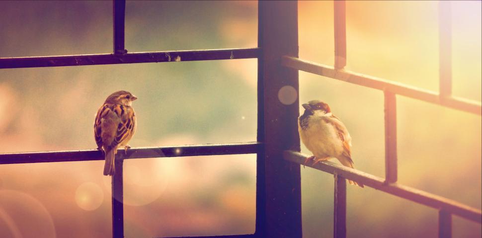Free Image of Birds Perched on Window Sill 