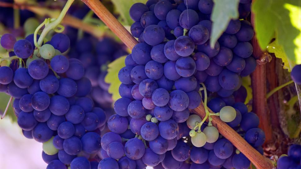 Free Image of Cluster of Grapes Hanging From Vine 