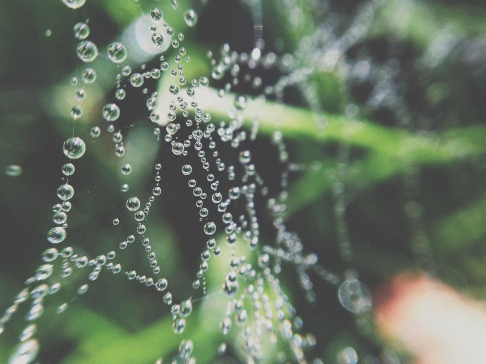 Free Image of Water Droplets on Green Plant 