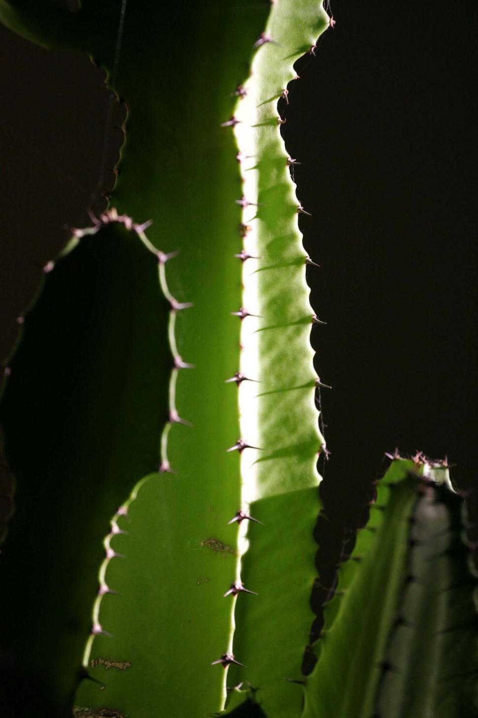 Free Image of Dark cactus detail 