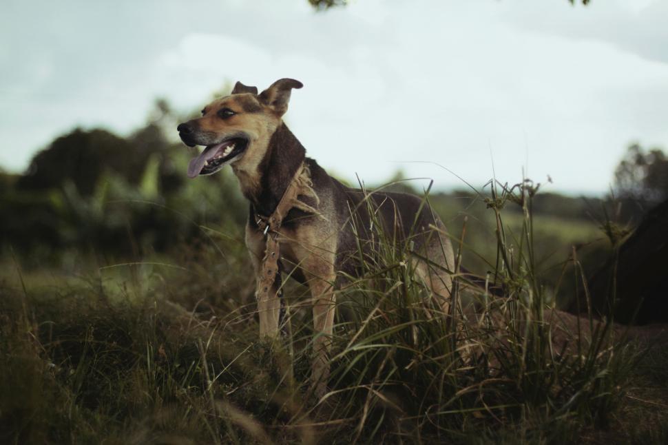 Free Image of Dog Standing in Grass 
