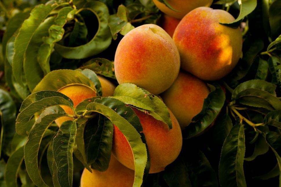 Free Image of Group of Peaches Growing on a Tree 