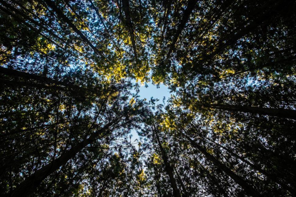 Free Image of Gazing Up at the Tall Trees 