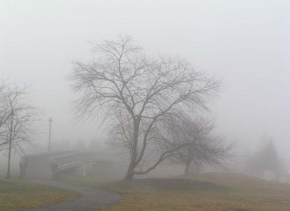 Free Image of Trees and bridge in heavy fog 