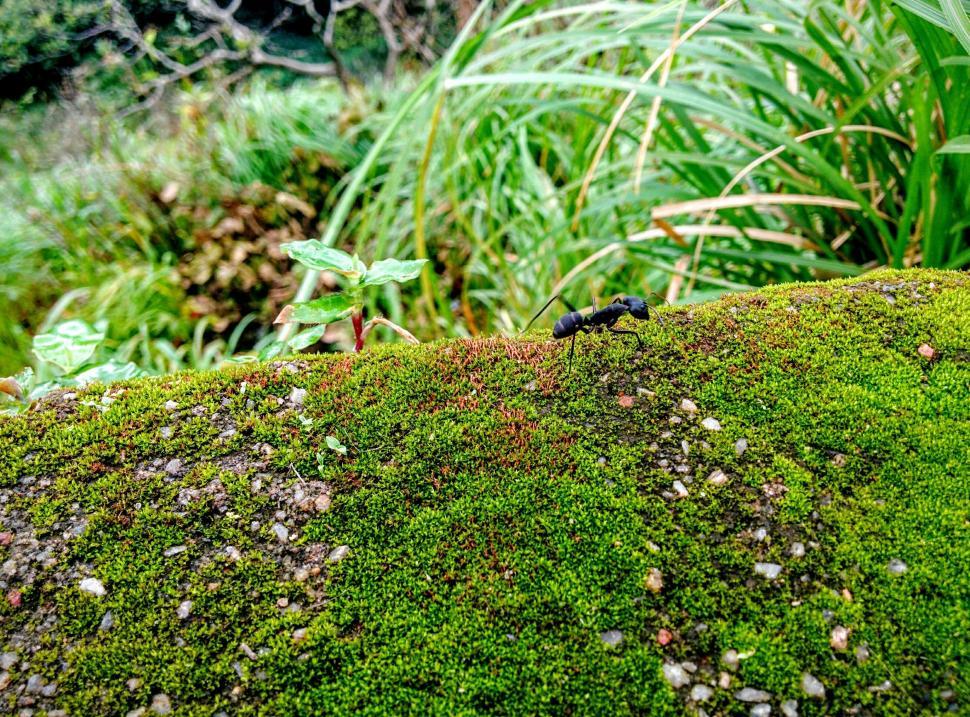 Free Image of Close Up of Moss Covered Rock 