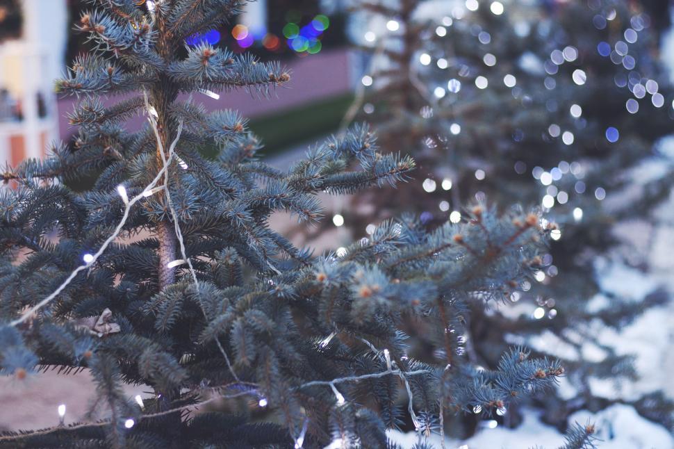Free Image of Close Up of a Blue Christmas Tree 