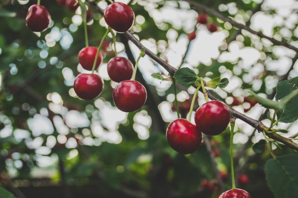 Free Image of Cluster of Cherries Hanging From a Tree 