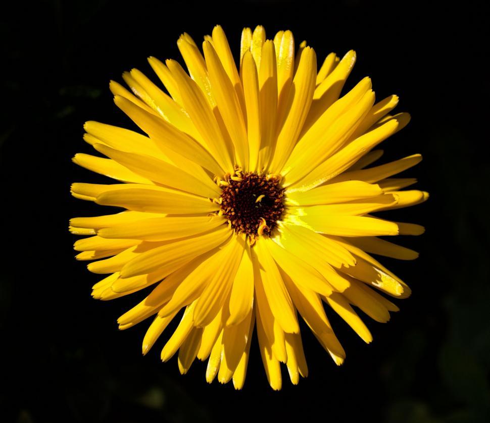 Free Image of Close Up of Yellow Flower on Black Background 