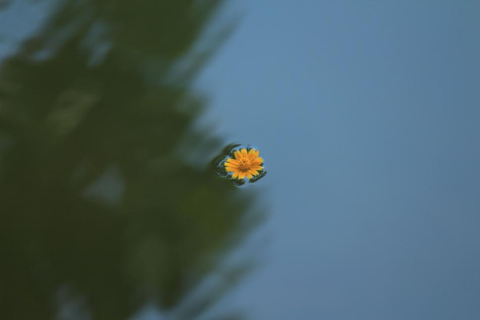 Free Image of Yellow Flower Floating in Pond 