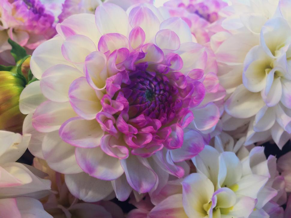 Free Image of Close-Up of Vibrant Bunch of Flowers 