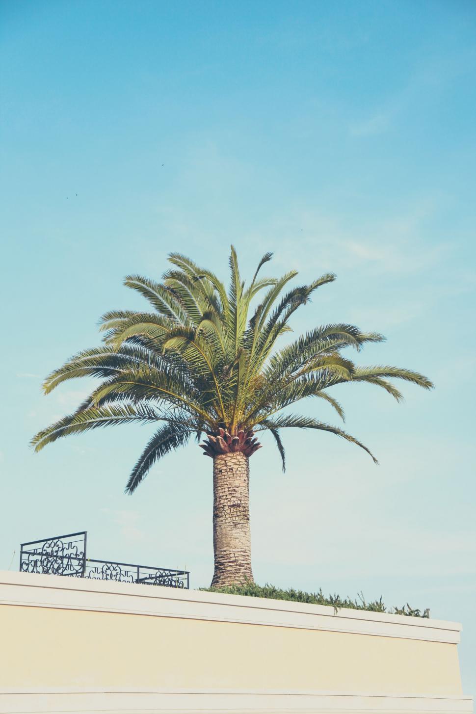 Free Image of Palm Tree on Top of a Building 