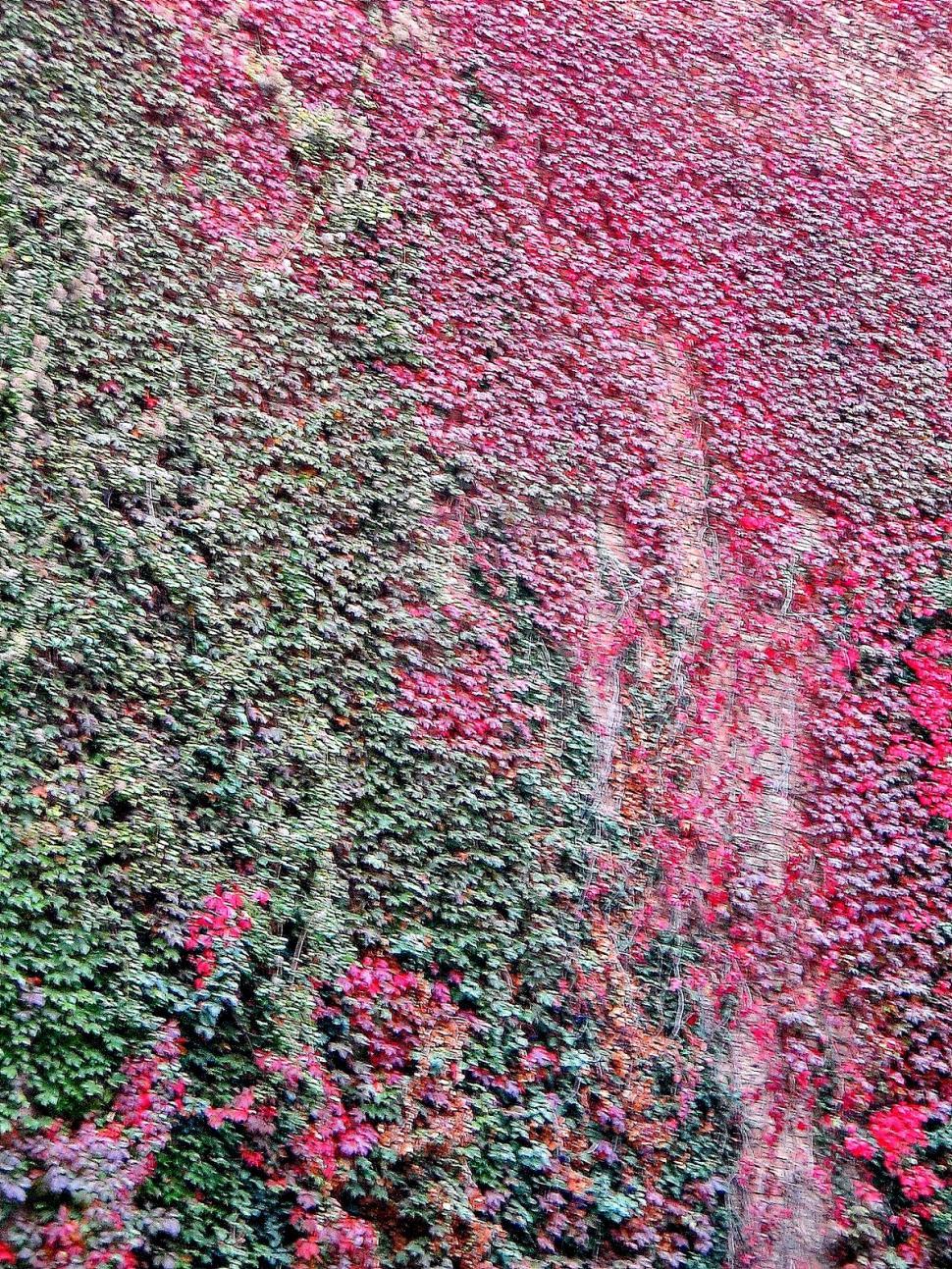 Free Image of The ivy 