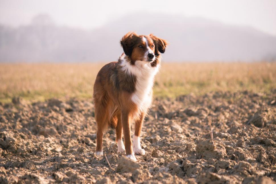 Free Image of Brown and White Dog Standing on Top of Dirt Field 