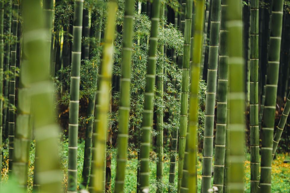 Free Image of Towering Bamboo Trees in a Dense Forest 