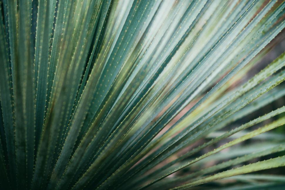 Free Image of Close Up of Vibrant Green Plant Leaves 