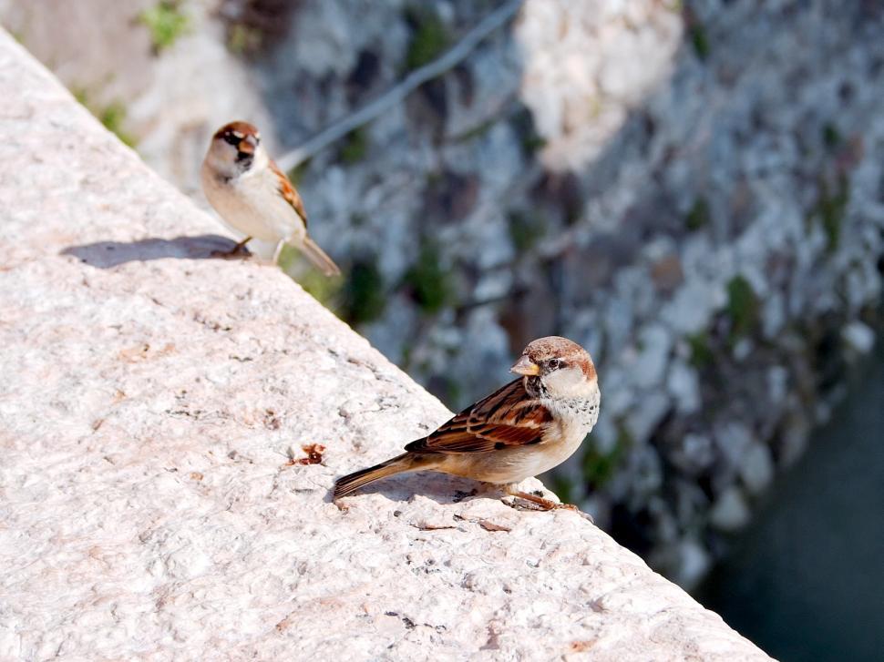 Free Image of Sparrows 