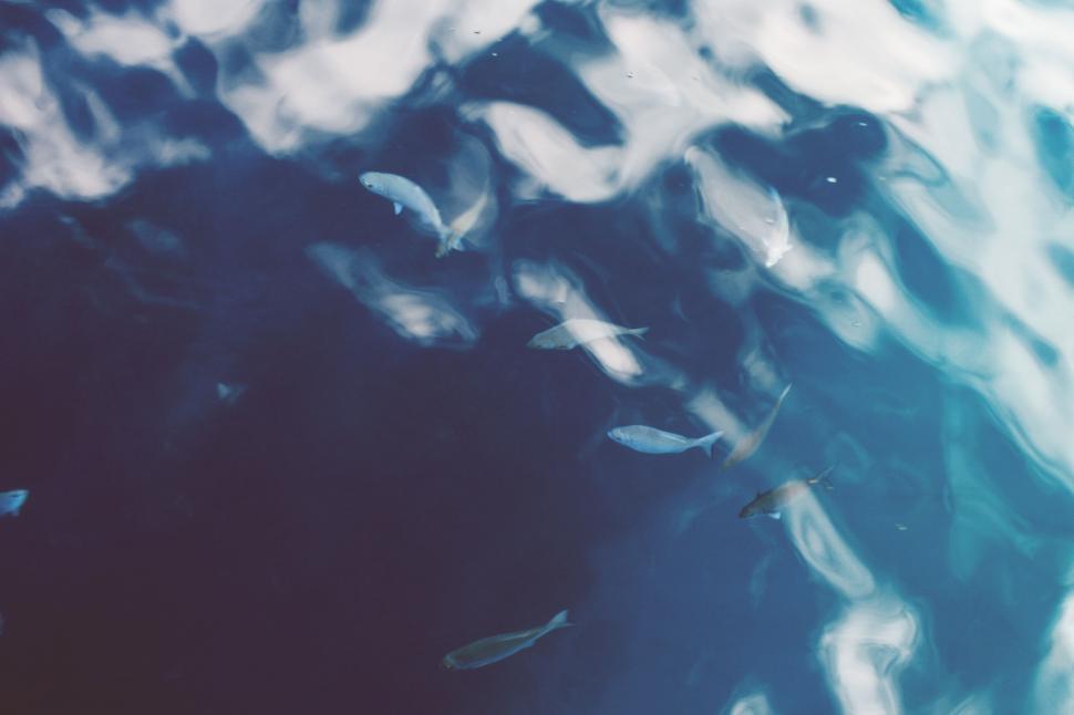 Free Image of School of Fish Swimming in a River 