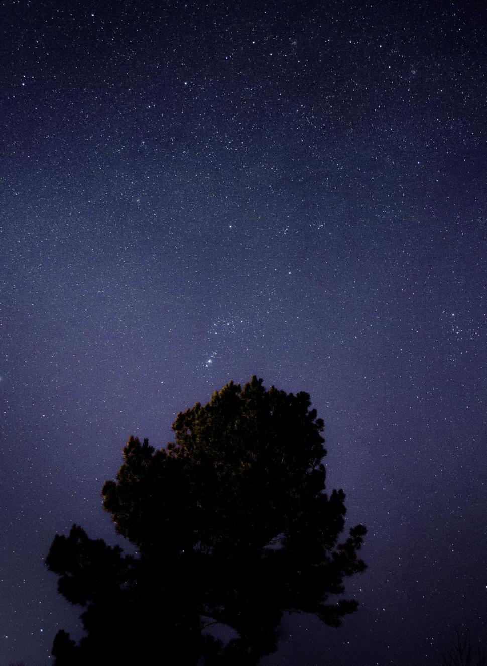 Free Image of Star-Filled Night Sky and Tree 