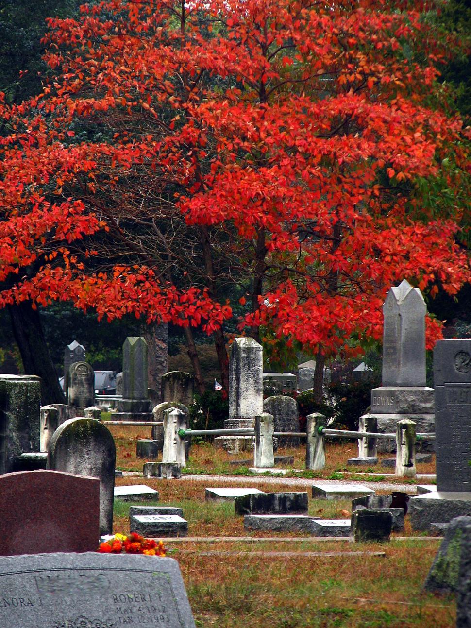 Free Image of cemetery 