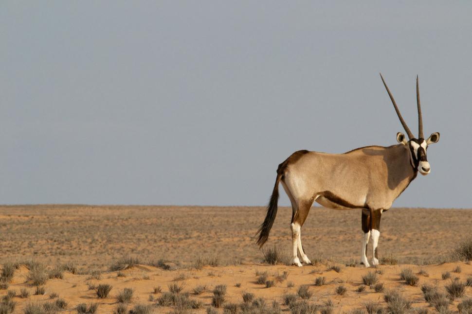 Free Image of Antelope Standing in Desert 