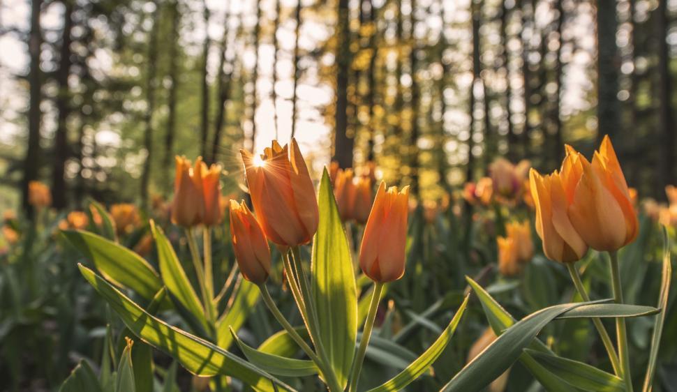 Free Image of A Bunch of Orange Flowers in a Field 