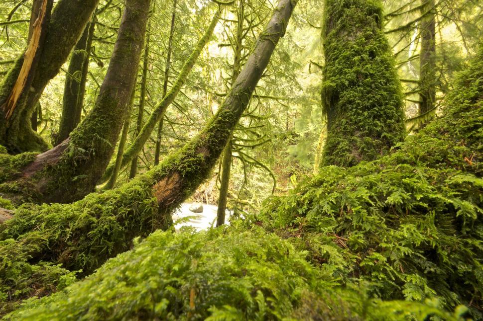 Free Image of Dense Moss-Covered Forest With Tall Trees 
