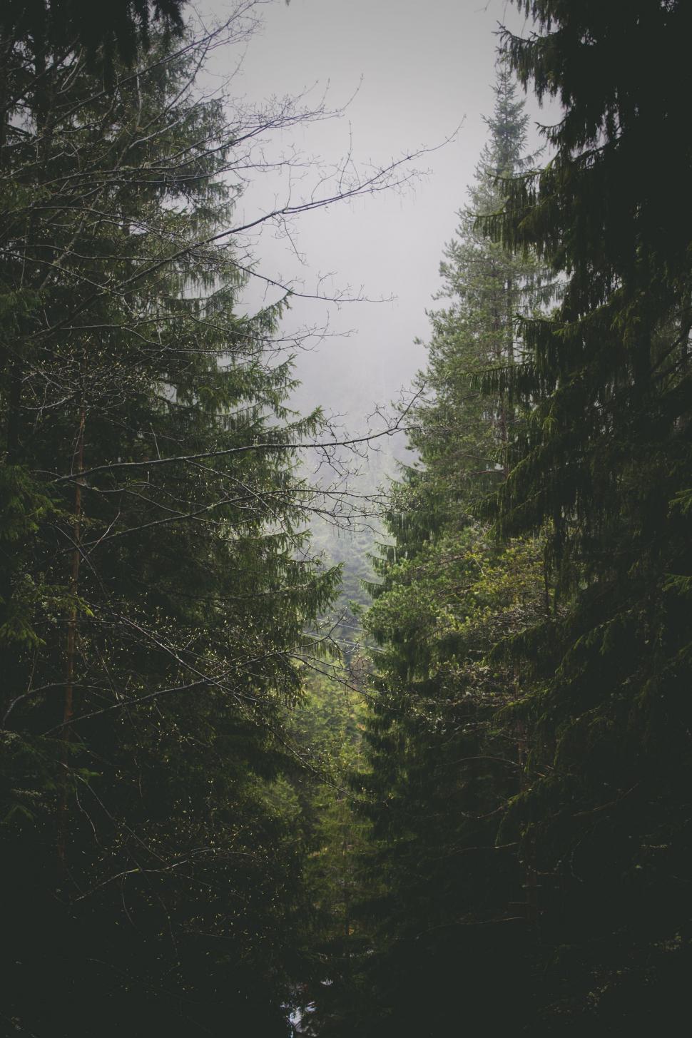 Free Image of Person Walking Down a Forest Path 