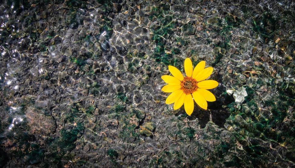 Free Image of Yellow Flower on Top of Rock 
