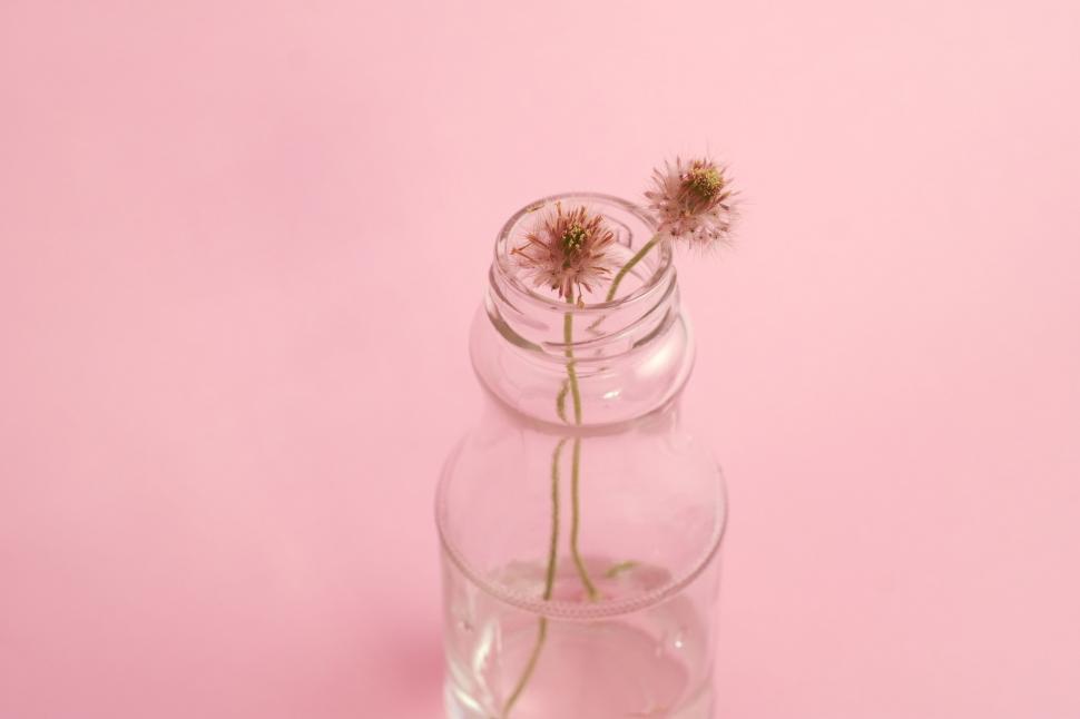 Free Image of Flower in Glass Vase on Pink Background 
