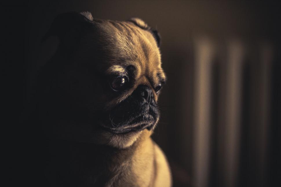 Free Image of Small Pug Dog Sitting in Dark Room 