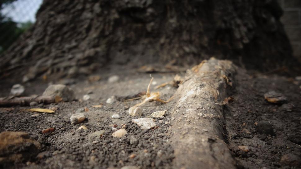 Free Image of Close Up of Tree Trunk in Dirt 