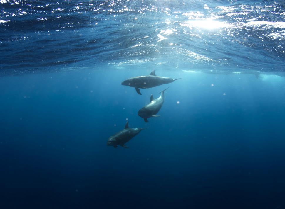 Free Image of Group of Dolphins Swimming in the Ocean 