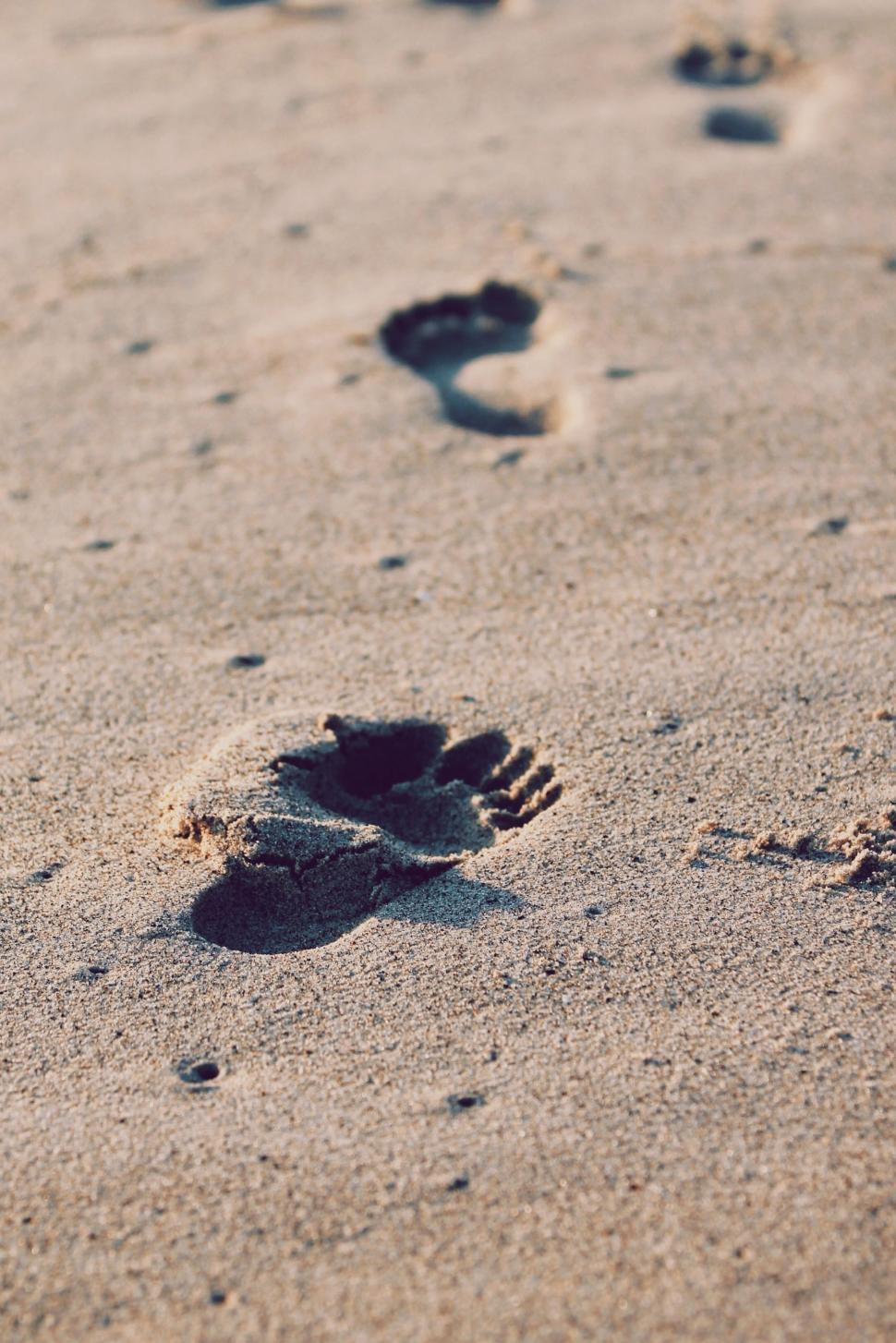Free Image of Dog Paw Prints in the Sand on a Beach 