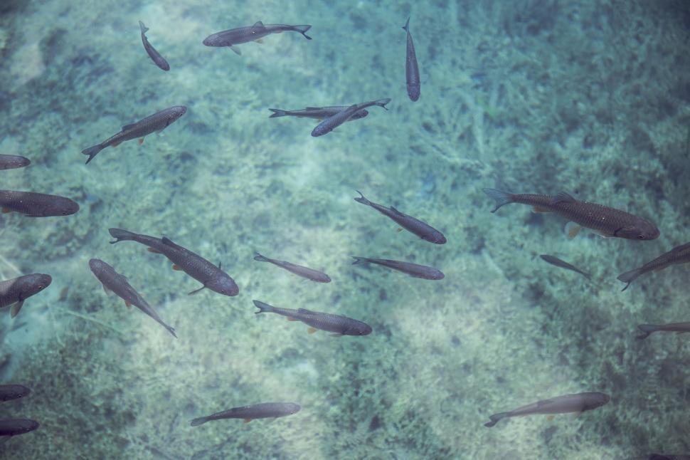 Free Image of Group of Fish Swimming in Water 
