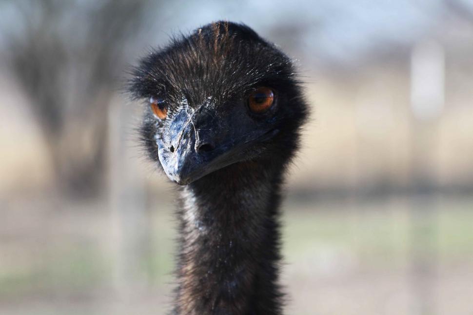 Free Image of Ostrich Staring at Camera With Blurry Background 