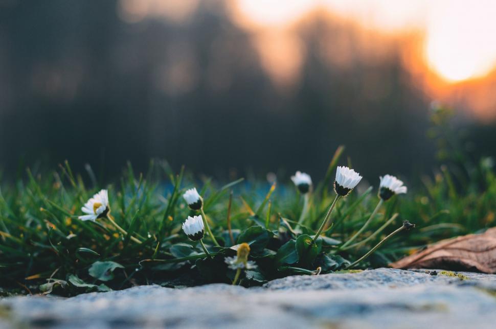 Free Image of Small White Flowers Growing in Grass 