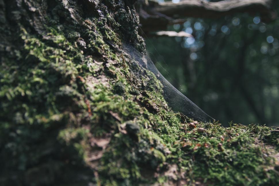 Free Image of Close Up of a Tree Covered in Moss 