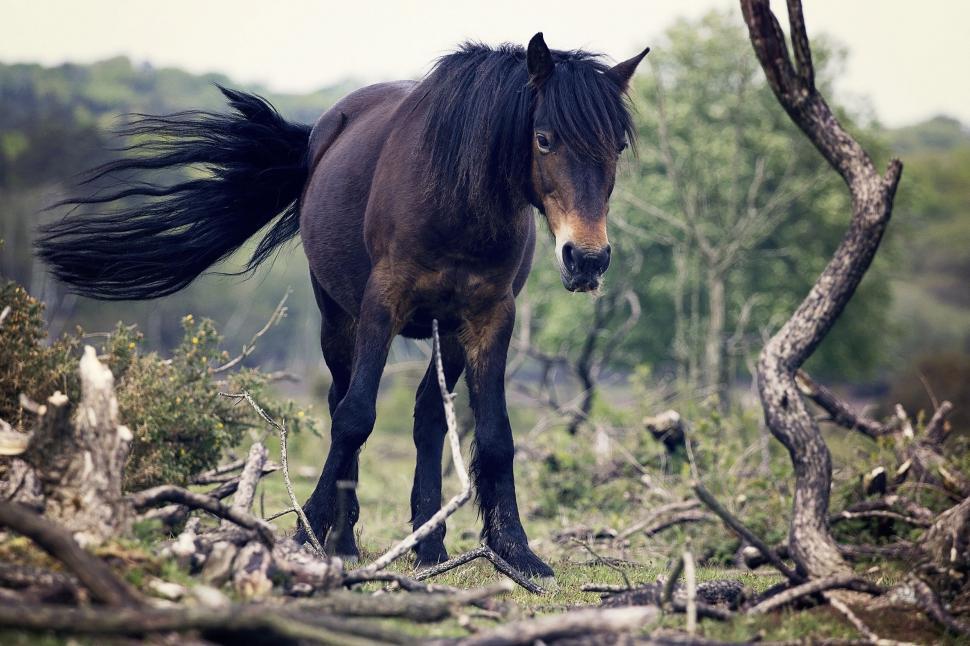 Free Image of Black Horse Standing in Field Next to Tree 